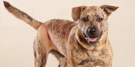 Creating Lasting Memories with Our Rescue Dog Greeting Cards