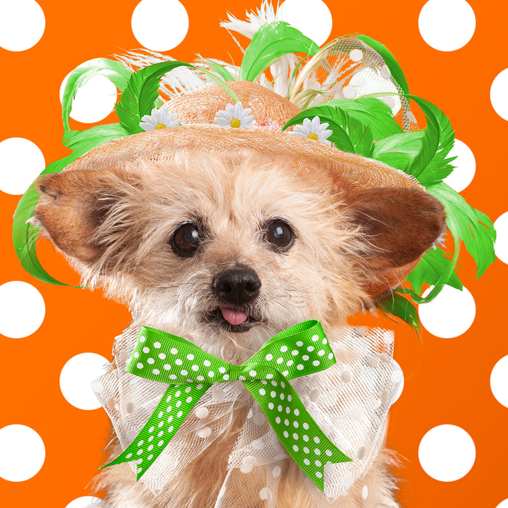 Cute Rescue Dog In Spring Hat With Green Feathers