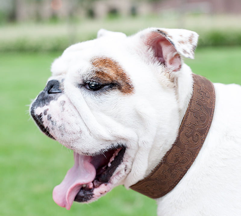 Leather "Rescue" Collar