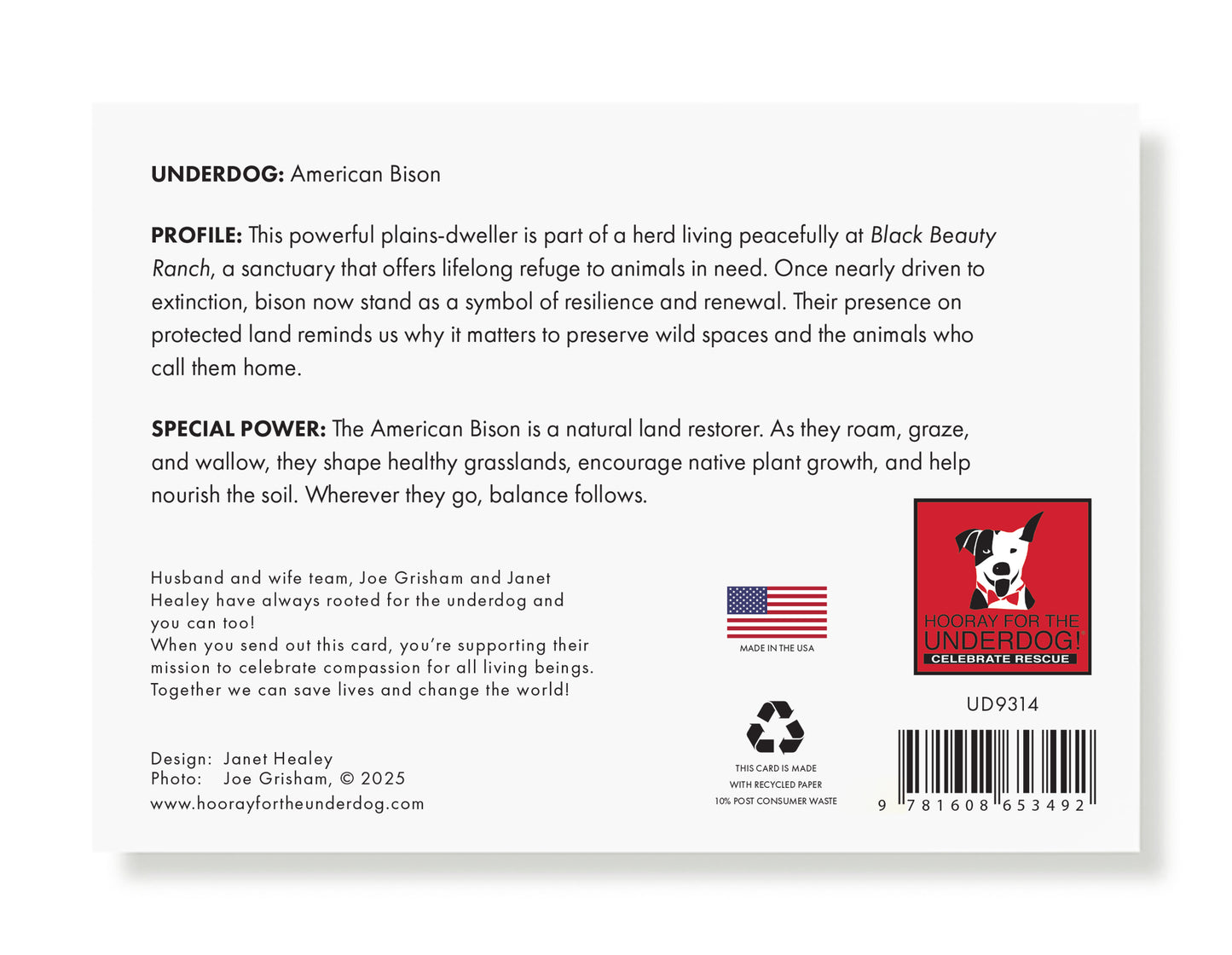 American Bison Greeting Card - Holiday 10 Pack