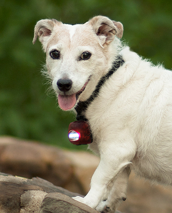 Pet Safety Light