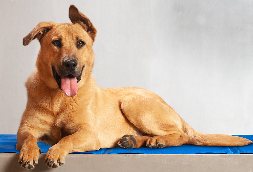 Chilly Dogs Cooling Mat