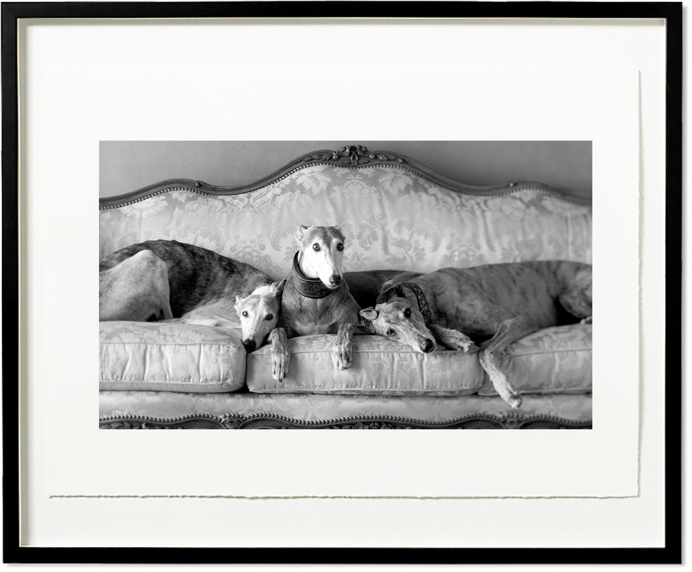 Angel, Katie Bonnet and Bob - Archival Print