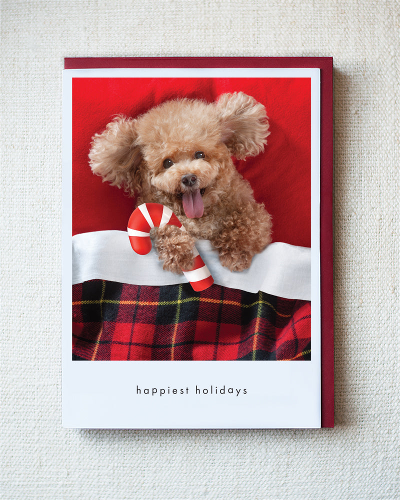 Bonzie Greeting Card - Holiday 10 Pack