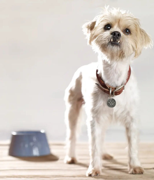 12 Happy Dog Moments That Will Brighten Your Day