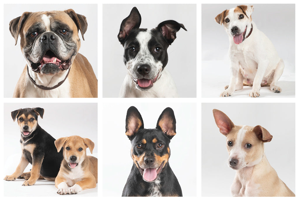 August 2026 Dogs Needing Homes