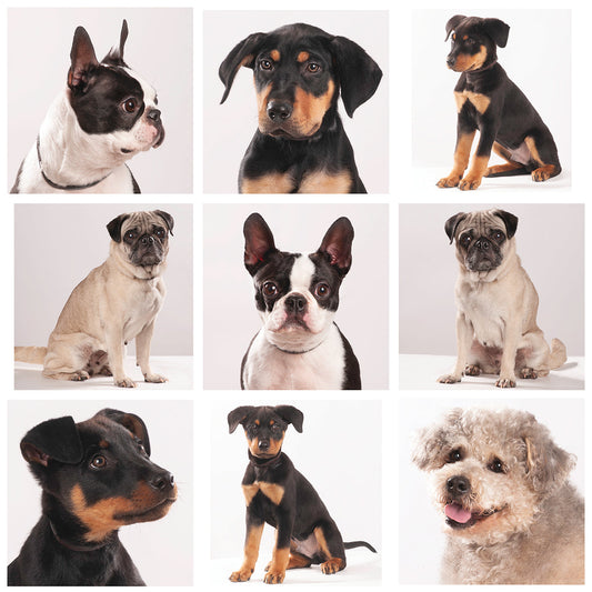 February 2026 Dogs Needing Homes