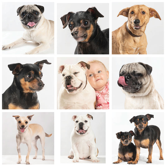 May 2026 Dogs Needing Homes