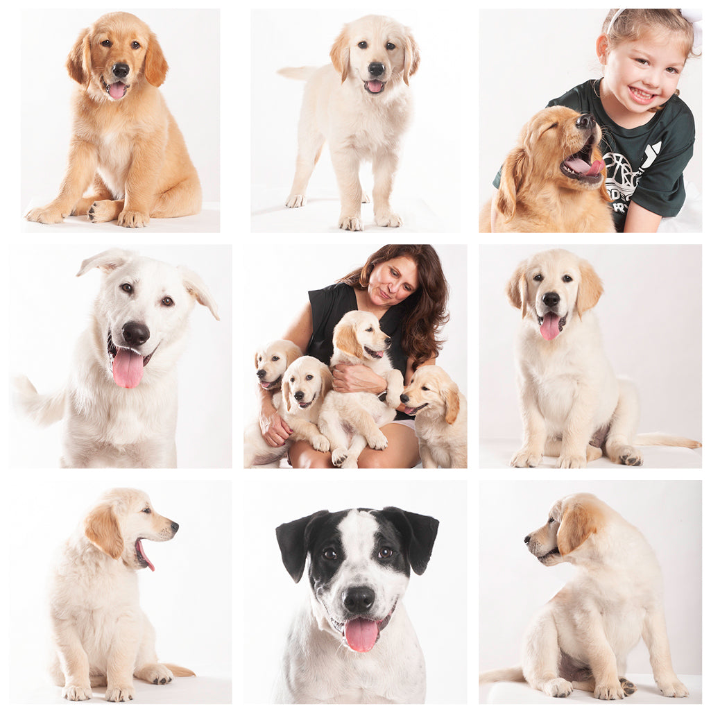 Available Dogs to Adopt At Dallas Street Dog Advocates