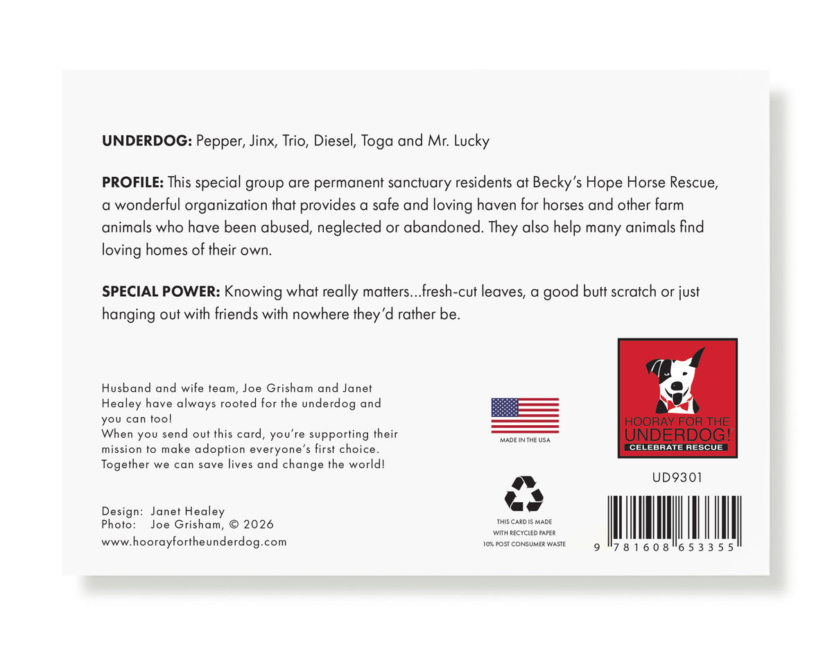 Pepper, Jinx, Trio...Holiday Greeting Card