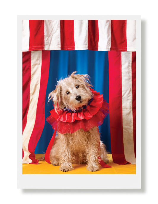 Murphy At The Circus Birthday Greeting Card