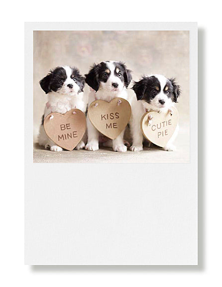 Terrier-Mix Puppies With Hearts Valentine Greeting Card
