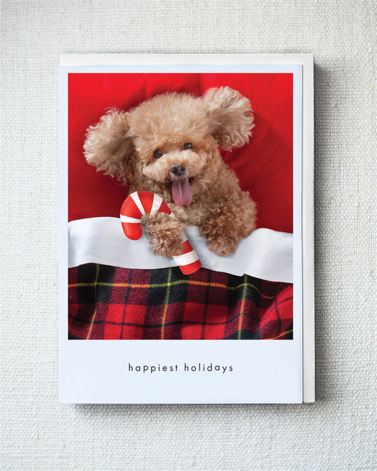 Bonzie Greeting Card - Holiday 10 Pack